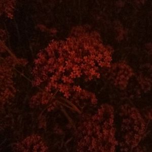 国产femdom调教6582视频
